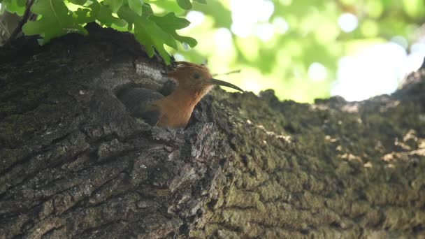 Hoopoe Pták Vzlétne Hnízda Zblízka Nízký Úhel — Stock video