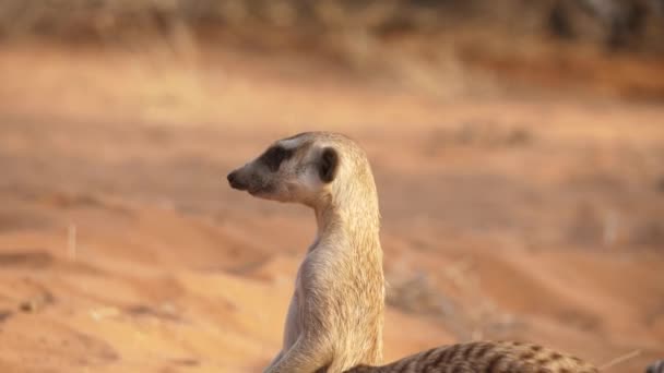 Grupo Suricatas Desierto Kalahari Namibia — Vídeo de stock