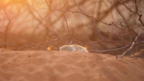 Ένα Meerkat Σκάβει Στην Κόκκινη Άμμο Της Ερήμου Καλαχάρι Ηλιοβασίλεμα — Αρχείο Βίντεο