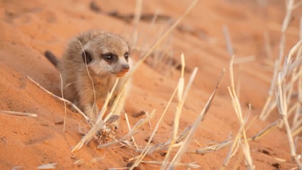 Meerkat Baby Pup Curiously Exploring Desert Kalahari Namibia — Stok video