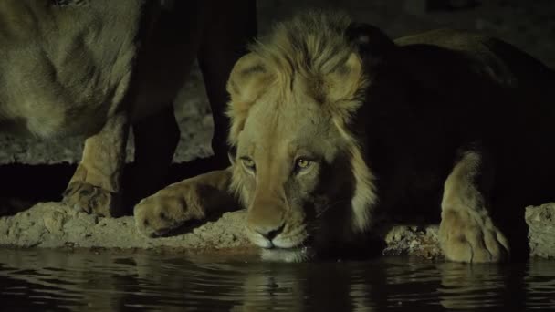 Close Thirsty Lion Drinking Water Lake Night Kalahari Namibia — Video Stock