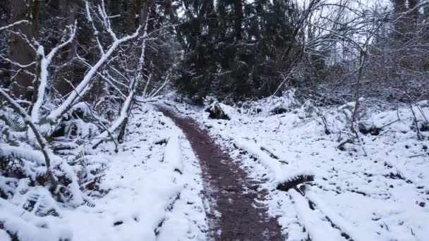 Grov Stig Vilda Oregon Skogen Snöig Vinterdag Pov Promenader — Stockvideo