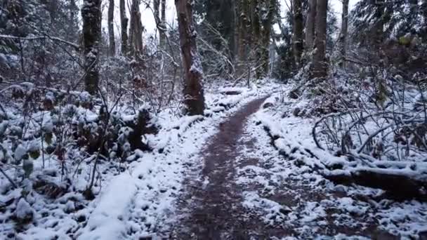 Pov Caminando Por Sendero Través Del Bosque Nevado Invierno Slow — Vídeo de stock