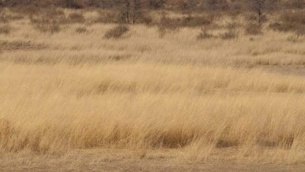 Высокая Золотая Трава Растущая Высохшем Русле Реки Носсоб Кгалагади — стоковое видео