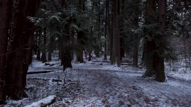 Pov Caminando Través Árboles Arbolados Bosque Nevado Sombreado — Vídeos de Stock