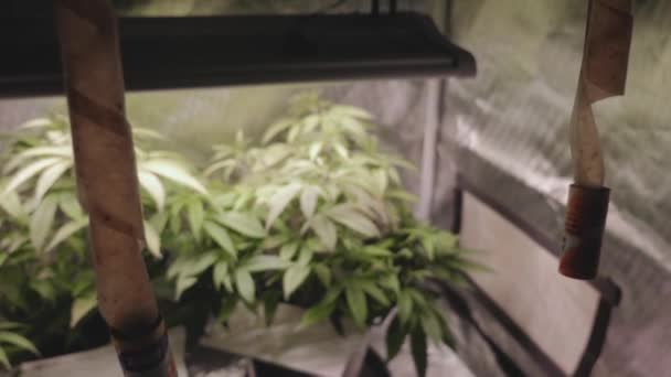 Sticky Bug Taps Hanging Ceiling Indoor Grow Tent Used Farm — Vídeo de Stock