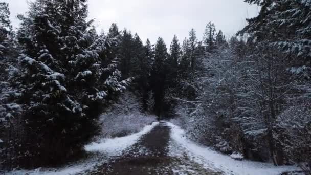 Pov Caminando Por Sendero Hacia Bosque Pinos Día Invierno Nevado — Vídeo de stock