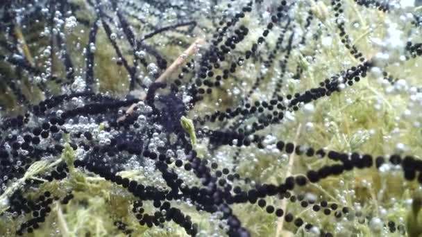 Toad Spawn Strings Underwater Attached Plants Shore Water Close View — Video