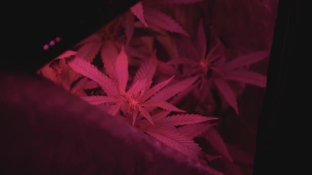 Rumah Tumbuh Ganja Ganja Ganja Ganja Tertiup Angin Dalam Rumah — Stok Video