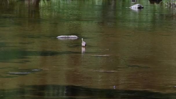 Standing Still Wades Rock While Looking Fish Eat Chinese Pond — Vídeos de Stock