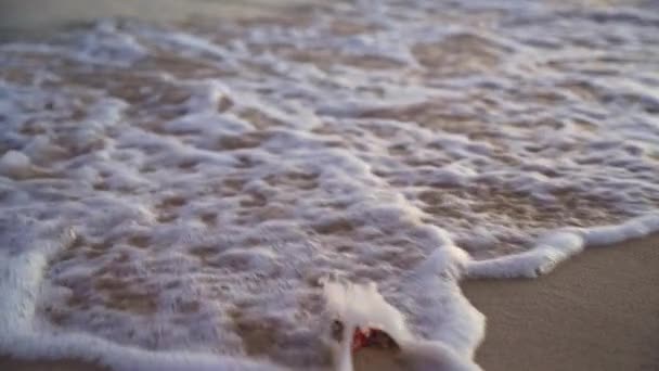 Όμορφο Κόκκινο Κέλυφος Στην Παραλία Σάρωσε Μακριά Από Κύμα Τρέχει — Αρχείο Βίντεο