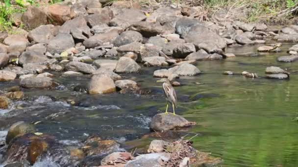 Looking Left While Perched Rock Middle Flowing Stream Chinese Pond — Stok video