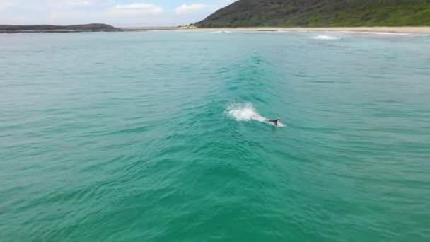 人気のサーフィンスポット オーストラリアのニューサウスウェールズ州コフズハーバー近くのムーニービーチで波をキャッチサーファー 空中フォローショット — ストック動画