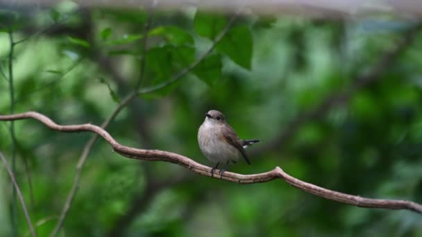 Красногорлый Flycatcher Видели Сидящим Лозе Виляя Хвостом Ficedula Albicilla Чонбури — стоковое видео