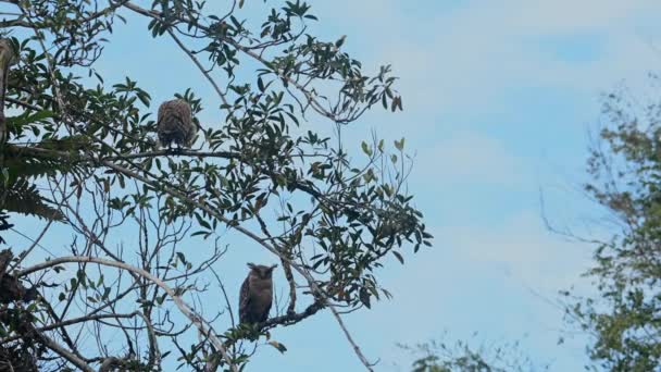 母鳥は動かず 後ろから見たように幼鳥は始まります バフィー フィッシュ フクロウ ケツパ ケツプ ヤイ国立公園 — ストック動画