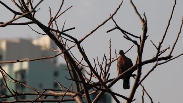 鳥が都市部の木の上に立ち — ストック動画