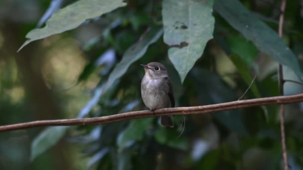 Chirping Looking While Perched Vine Dark Sided Flycatcher Muscicapa Sibirica — Vídeo de Stock