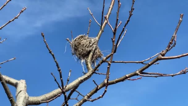 Маленьке Пташине Гніздо Дереві Голими Гілками Листя Взимку Яскраво Блакитним — стокове відео