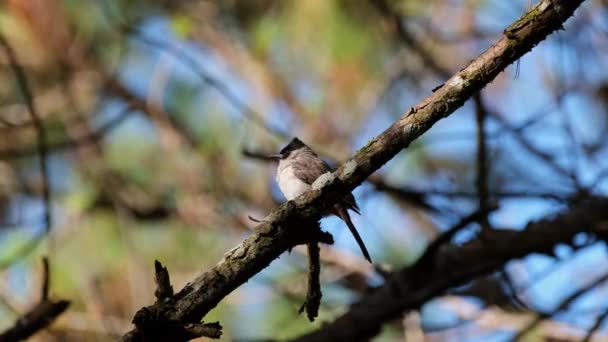 Perched Branch Looking Its Right Shoulder Sooty Headed Bulbul Pycnonotus — Video