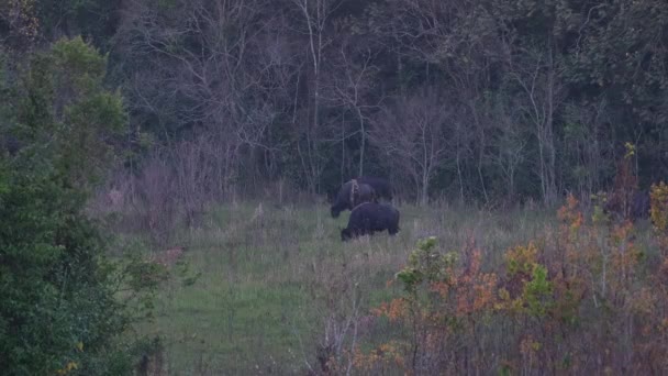 Grazing Just Forest While Others Also Come Out Join Feeding — Stockvideo