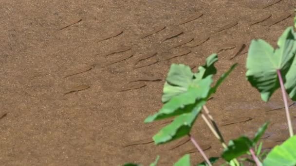 Wide Green Leaves Stream While School Fish Makes Formation Poropuntius — Stock video