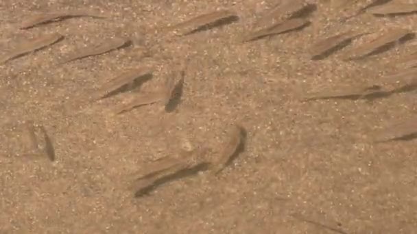 Randomly Moving Water Suddenly Scattered Scared Something Bigger Fish Stream — Stockvideo