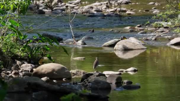 Visto All Ombra Della Foresta Guardando Verso Acqua Cerca Qualche — Video Stock