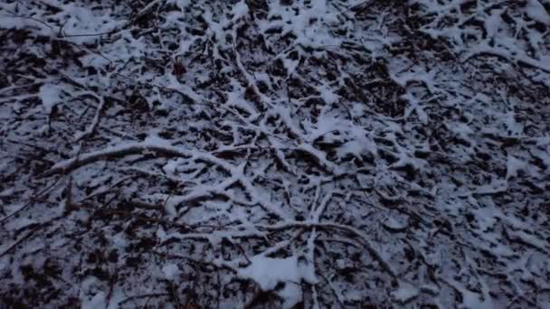 Textur Des Verschneiten Waldbodens Mit Ästen Blättern Und Wurzeln Zoom — Stockvideo