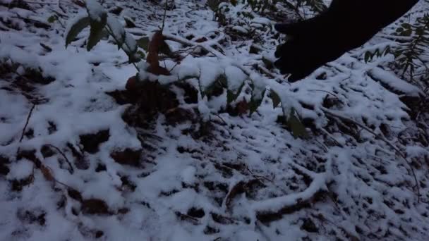 Guante Mano Golpeando Nieve Las Hojas Planta Hacia Cámara Bosque — Vídeos de Stock