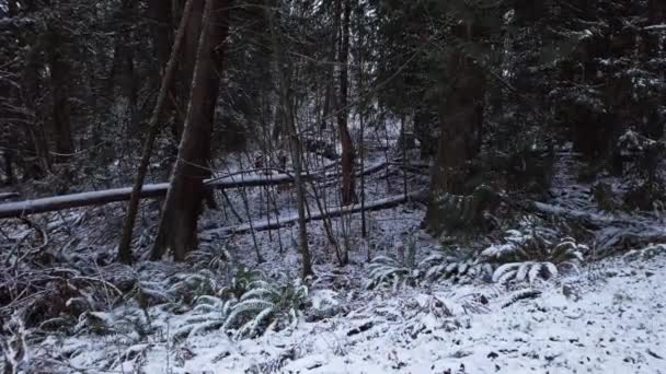 Vild Skogsmark Undervegetation Täckt Snö Oregon Skog Flytta Framåt — Stockvideo