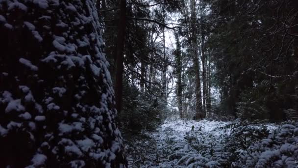 Lugn Oregon Skog Täckt Vinter Snö Slow Movement Framåt — Stockvideo
