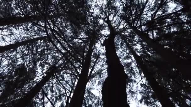 Silhouette Trees Forest Tilt Snow Covered Roots — Stock video