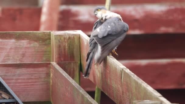Sparrowhawk Preening Feathers Garden Fence — Stock video