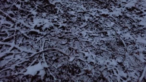 Snowy Branches Leaves Ground Dark Winter Forest Rotating High Angle — Stockvideo