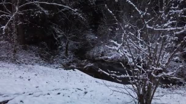 Tranquil Forest Stream Snowy Landscape Oregon Woodlands Handheld — Video Stock