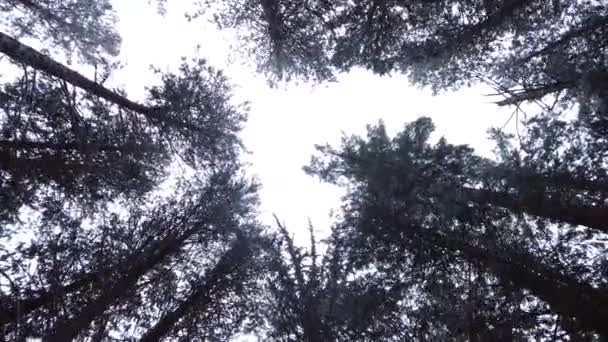 Mirando Hacia Arriba Las Copas Los Pinos Altos Bosque Mientras — Vídeos de Stock