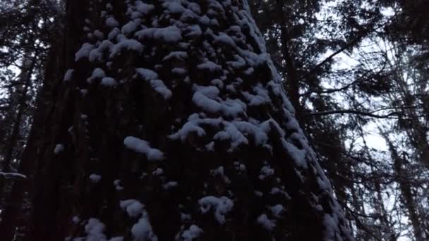 Snowy Tree Trunk Dark Winter Forest Closeup Tilt Detail Shot — Vídeos de Stock