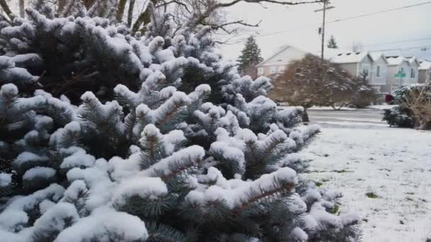 Snow on Blue Spruce evergreen tree in winter suburban landscape, Slide Right