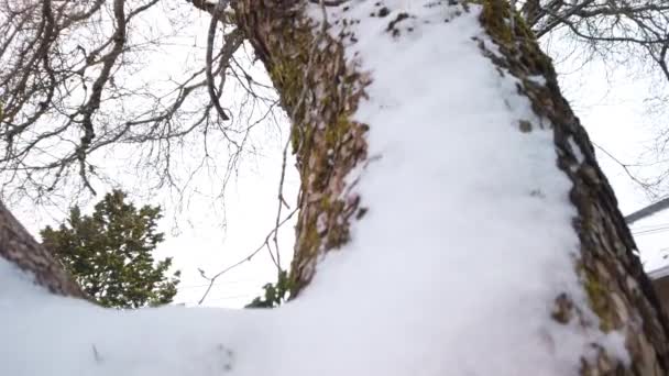 树干上厚厚的雪 紧紧地倾斜着 — 图库视频影像