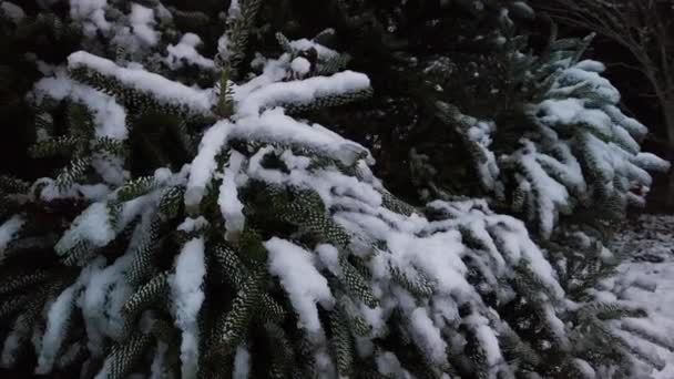 Sníh Pokrývající Větve Věčně Zelených Jehličí Closeup Circle Pan — Stock video