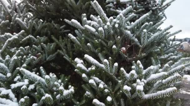 Inclinazione Neve Sugli Aghi Dell Albero Sempreverde Con Cielo Bianco — Video Stock