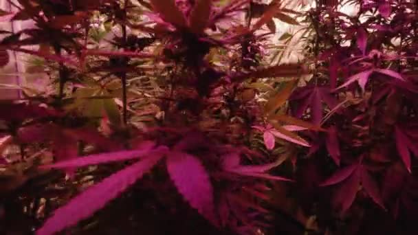 Mature Marijuana Cannabis Hemp Plants Growing Full Spectrum Led Lights — стоковое видео