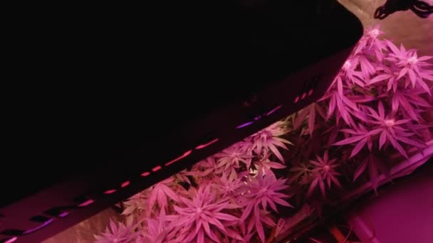 家庭种植大麻在家中随风飘大麻在室内种植帐篷人工全光谱Led灯风扇吹慢速轨道 — 图库视频影像