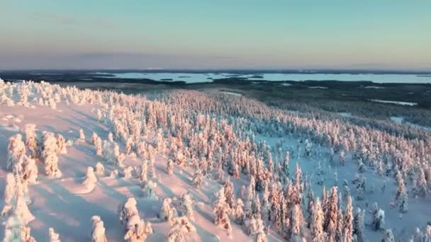 Aerial Drone View Fast Snow Covered Forest Sunset Riisitunturi National — Vídeo de Stock