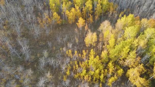 Antena Spogląda Dół Lasu Drzew Liśćmi Kolorze Jesiennym Gołymi Drzewami — Wideo stockowe