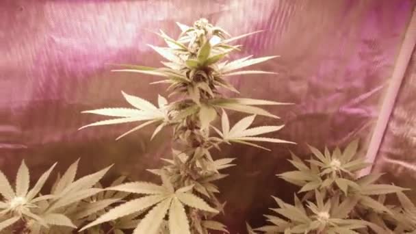 Mature Marijuana Cannabis Hemp Plants Growing Full Spectrum Led Lights — Vídeo de Stock