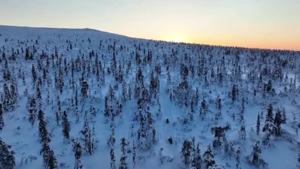 雪の山の森 ラップランドの冬の日没を通してスキー ドゥーのスピードを追跡する空中ドローンの眺め — ストック動画