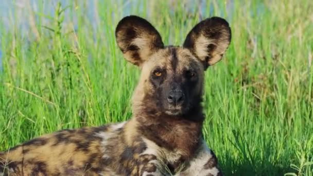 Endangered African Wild Dog Looking Camera Khwai Botswana South Africa — 비디오