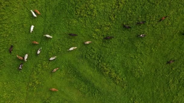 Vista Aérea Sobre Caballos Corriendo Prados Verdes Lofoten Noruega Ojo — Vídeos de Stock