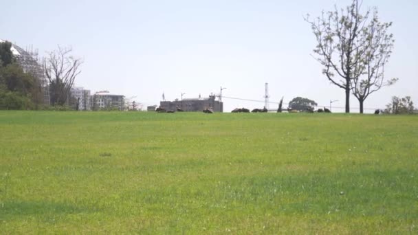 Horizontal View Friendship Park Eagles Resting Grass — Stock Video